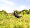 Strut Decoy W/Stake